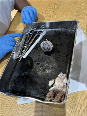 Cow Eye 